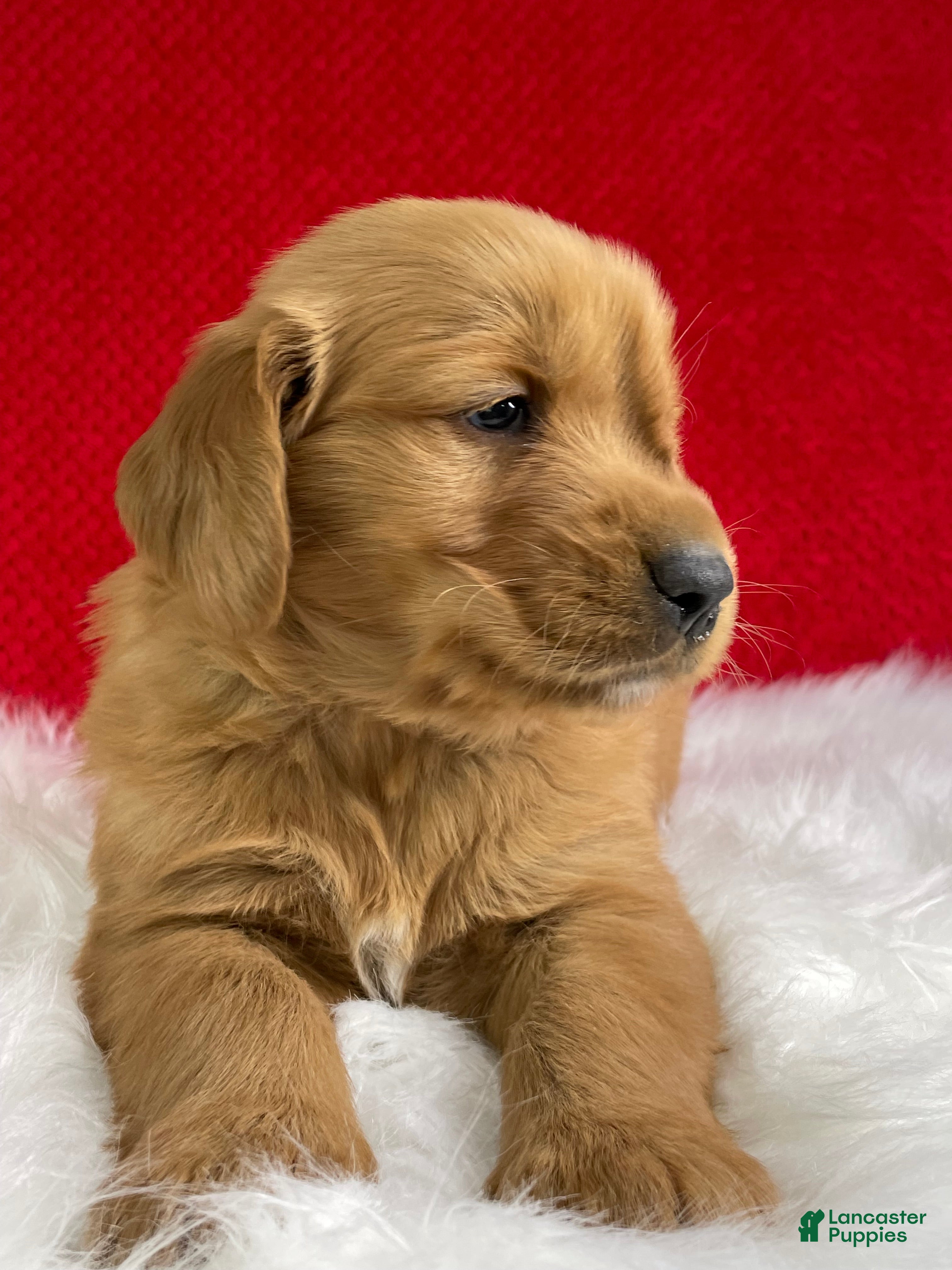 Golden Retriever dogs Tucker - Ad 2