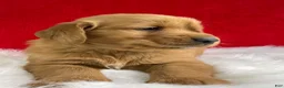 Golden Retriever dogs for sale: Tucker - Ad 2