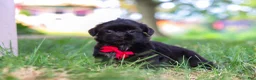 Shih Tzu dogs for sale: Finn - Ad 7