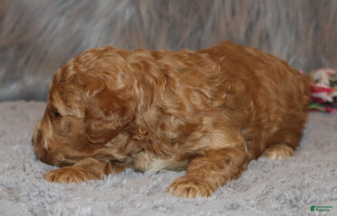Mini Goldendoodle dogs for sale: Wendy 🌷👨‍👨‍👧‍👦💞🐕 - Ad 19