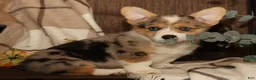 Welsh Corgi Pembroke dogs for sale: Ollie - Ad 4