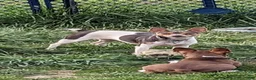 Rat Terrier dogs for sale: Jason - Mini Rat  - Ad 5