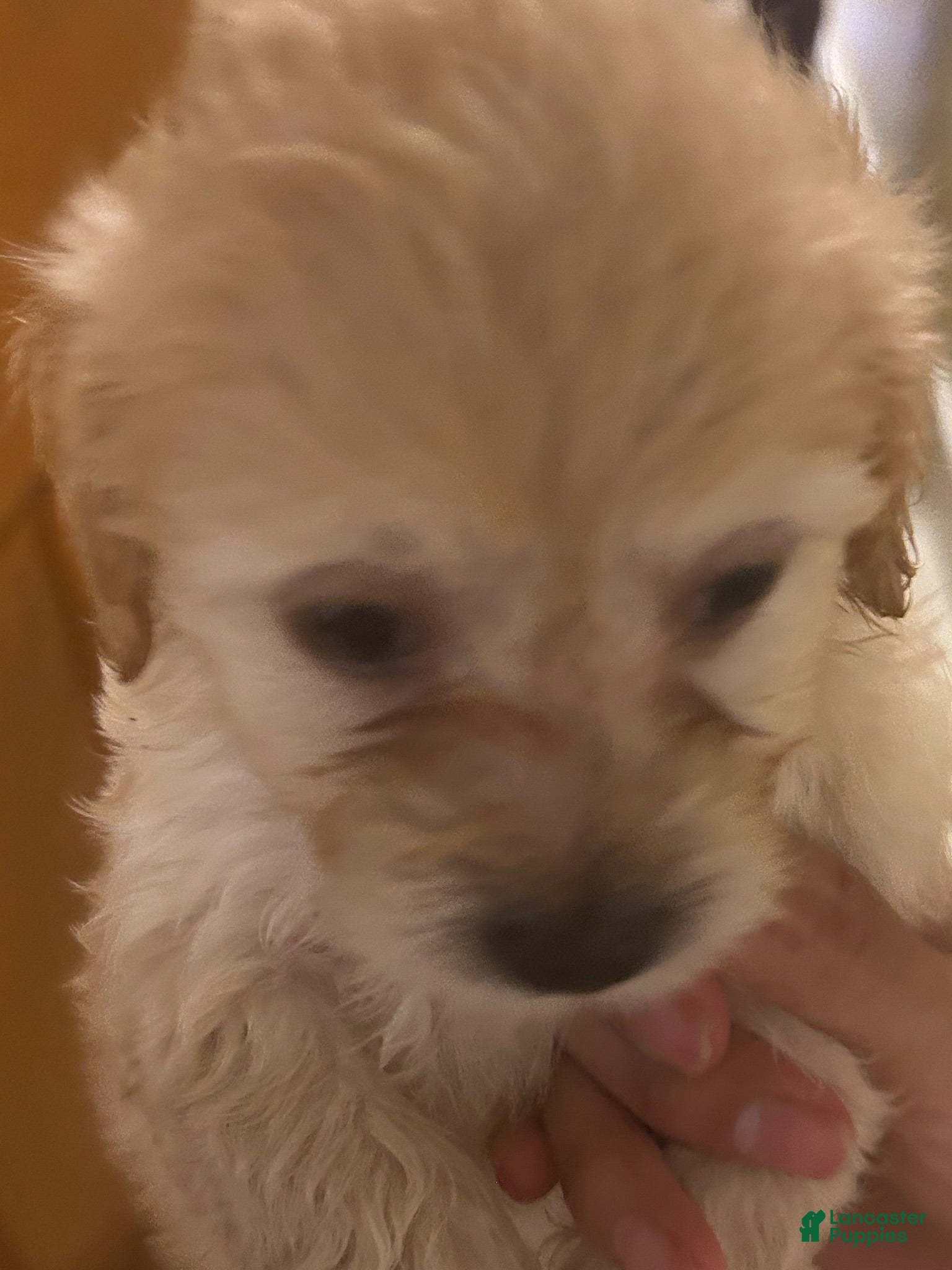 Mixed Breed dogs Maltese 1 - Ad 13