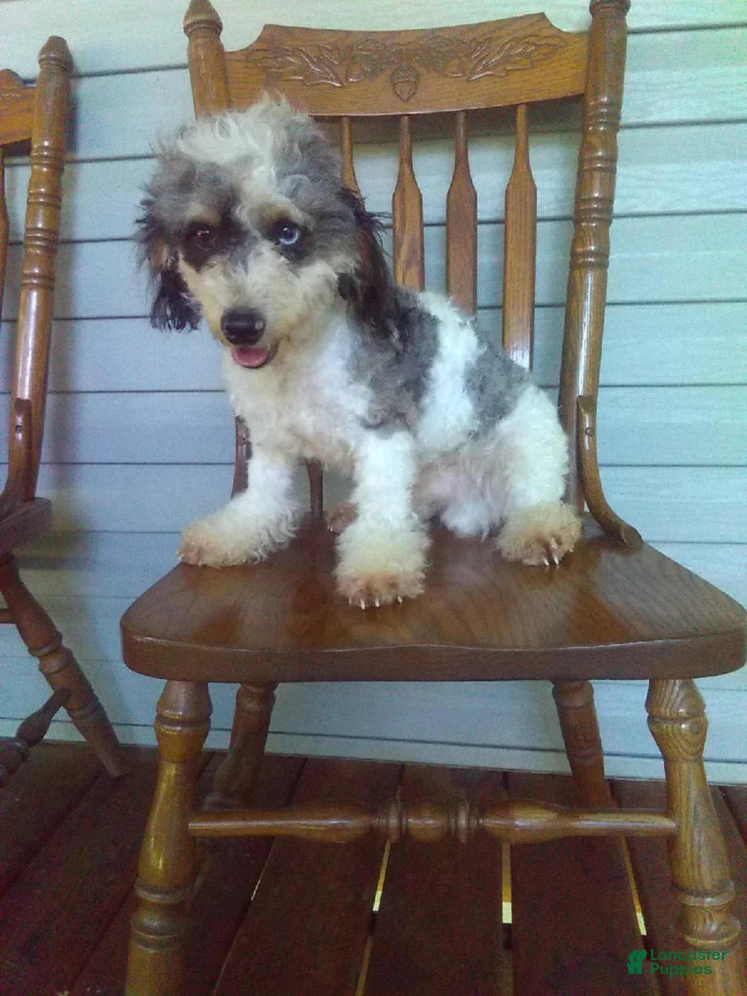 Mixed Breed dogs for sale: Sparky - Ad 6