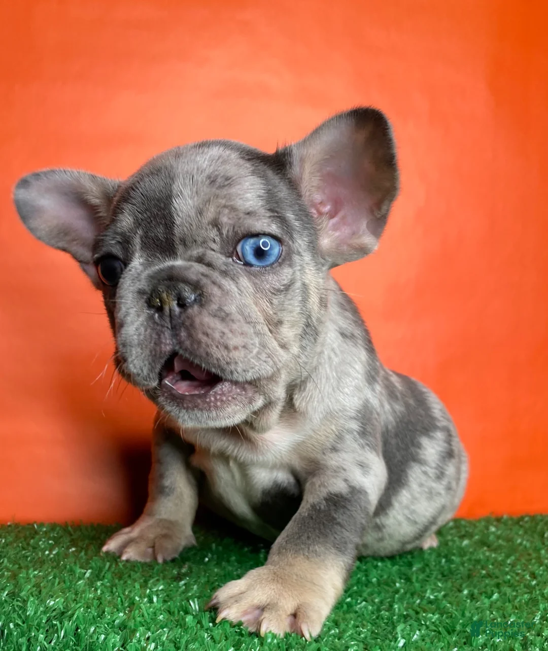 French Bulldog dogs for sale: Otto - Ad 7