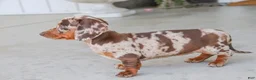 Dachshund dogs for sale: Macchiato - Ad 4