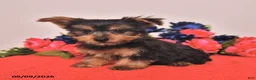 Yorkshire Terrier dogs for sale: Happy - Ad 5