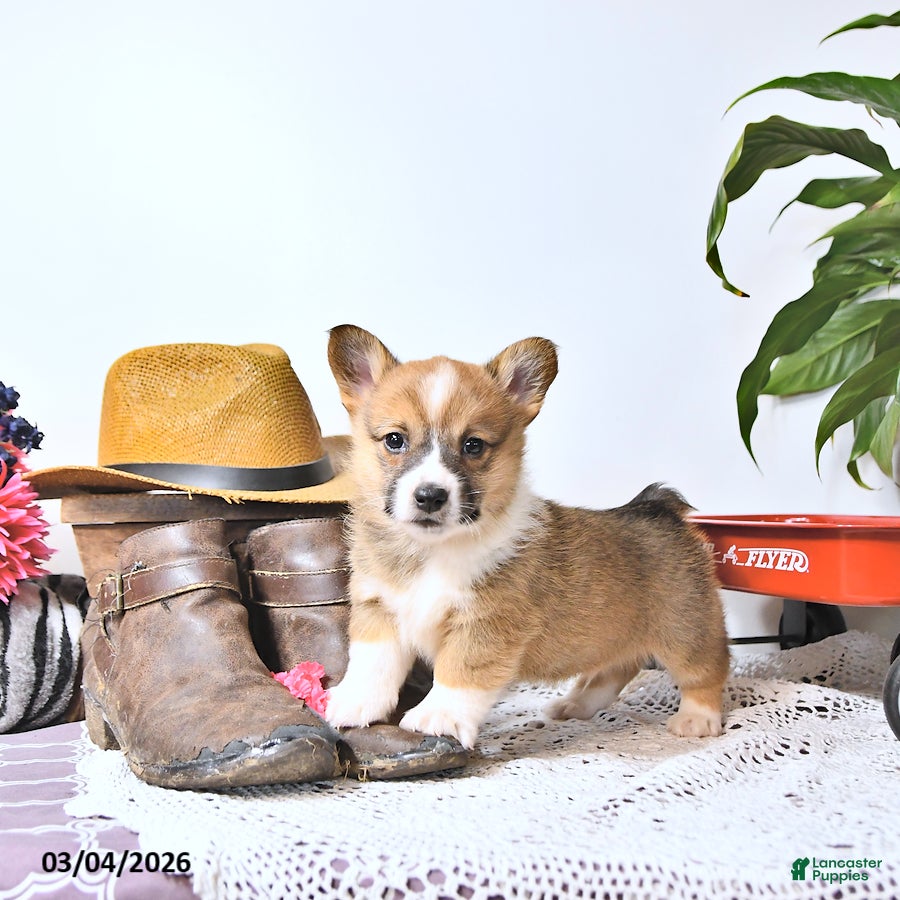 Welsh Corgi Pembroke dogs Bouncer - Ad 1