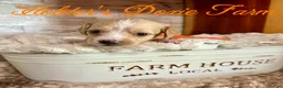 Miniature Dachshund dogs for sale: Happy - Ad 10