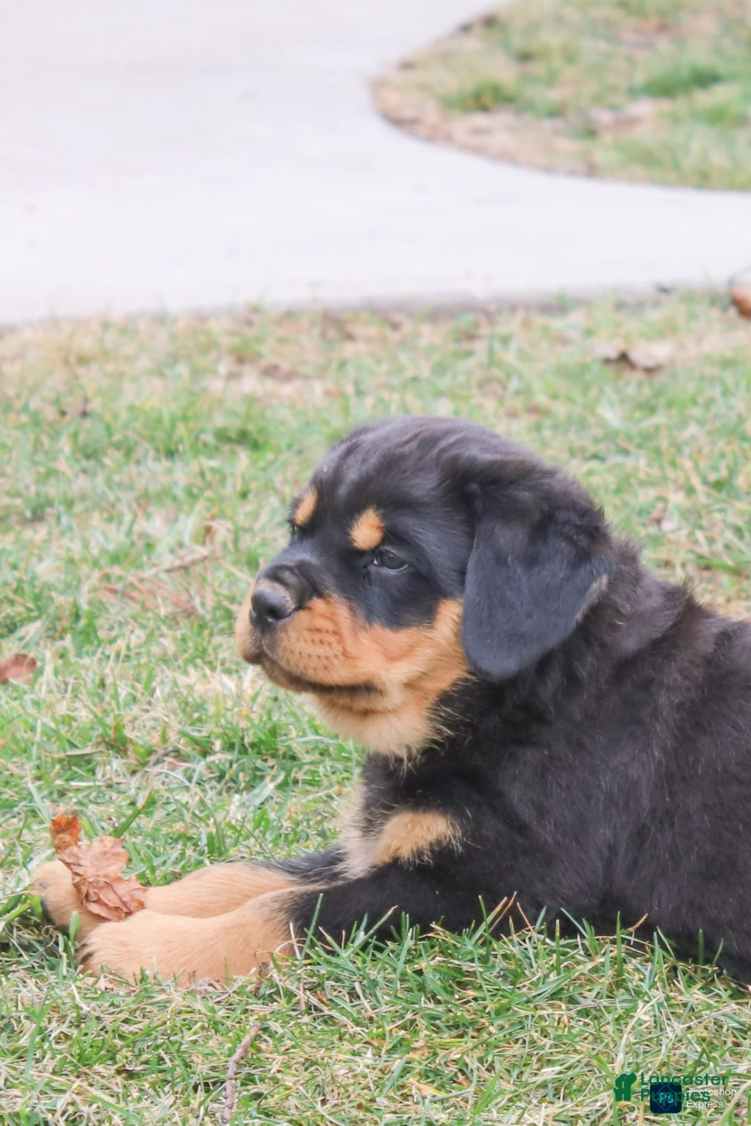 Rottweiler dogs for sale: Forest - Ad 1