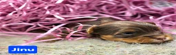 Yorkshire Terrier dogs for sale: Jinu - Ad 3