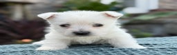 West Highland Terrier dogs for sale: Fancy - Ad 30