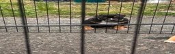 American Bully dogs for sale: Rampage - Ad 5