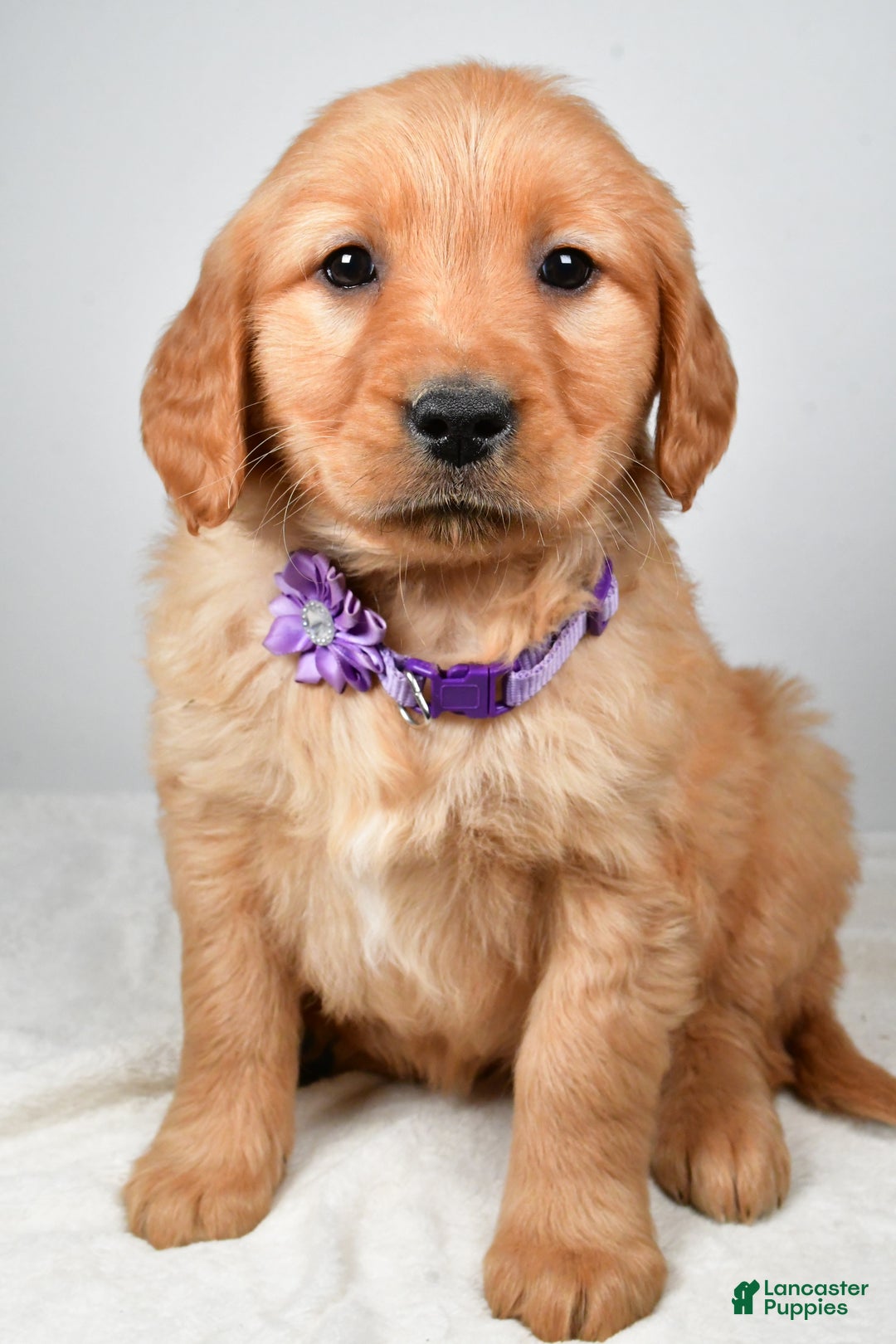 Golden Retriever dogs for sale: Kenzie - Ad 6