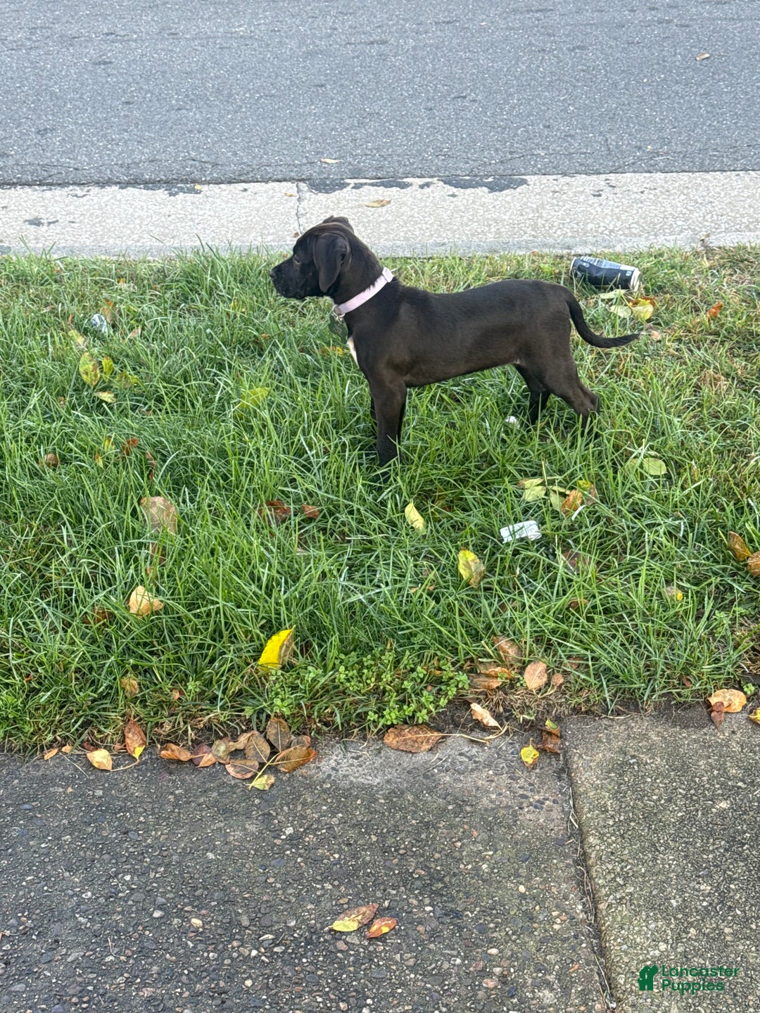 Mixed Breed dogs for sale: Mixed Breed Puppy 1 - Ad 2