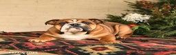 English Bulldog dogs for sale: Melody - Ad 2