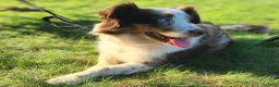 Australian Shepherd dogs for sale: Australian Shepherd Puppy 6 - Ad 4