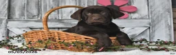Labrador Retriever dogs for sale: Lilly - Ad 2