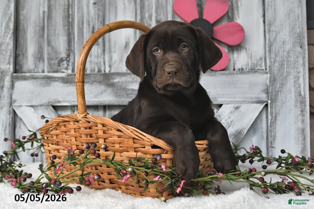 Labrador Retriever dogs for sale: Lilly - Ad 2