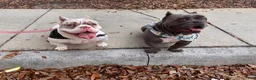 American Bully dogs for sale: American Bully 1 - Ad 1
