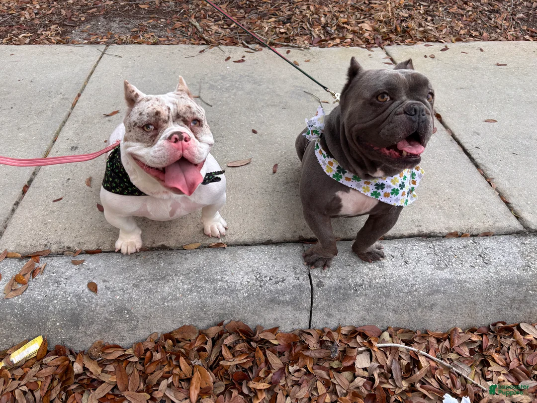 American Bully dogs for sale: American Bully 1 - Ad 1