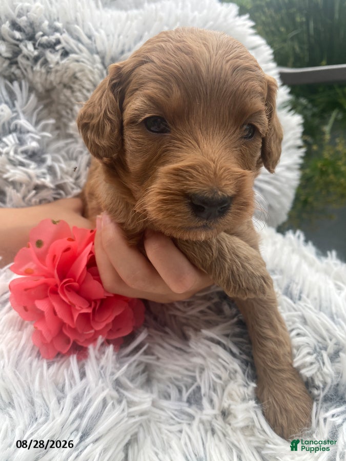 Miniature Labradoodle dogs Zoe - Ad 1