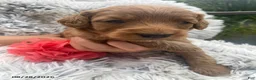 Miniature Labradoodle dogs for sale: Zoe - Ad 1