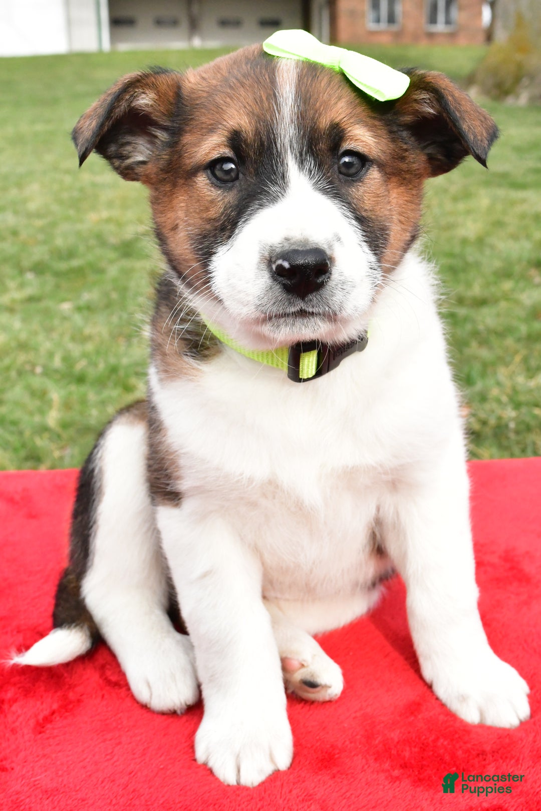 Mixed Breed dogs for sale: Marshall - Ad 7