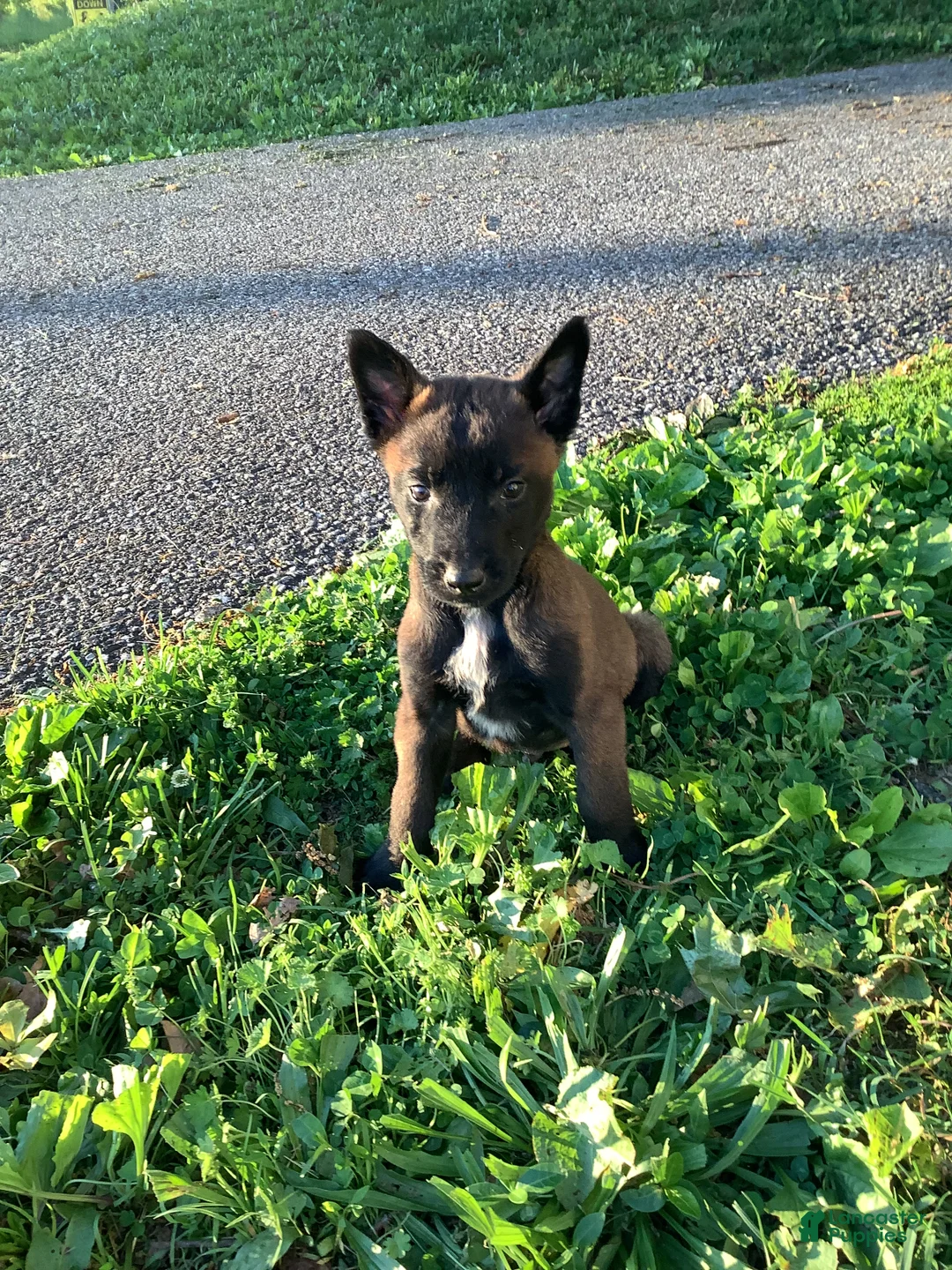 Belgian Malinois dogs for sale: Jonas - Ad 2