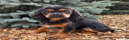 Cockapoo dogs for sale: Duke - Ad 4
