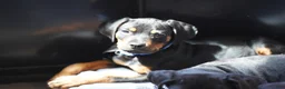Rottweiler dogs for sale: Romeo - Ad 13