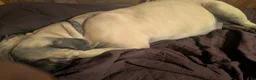 South African Boerboels dogs for sale: South African Boerboels Puppy 1 - Ad 8