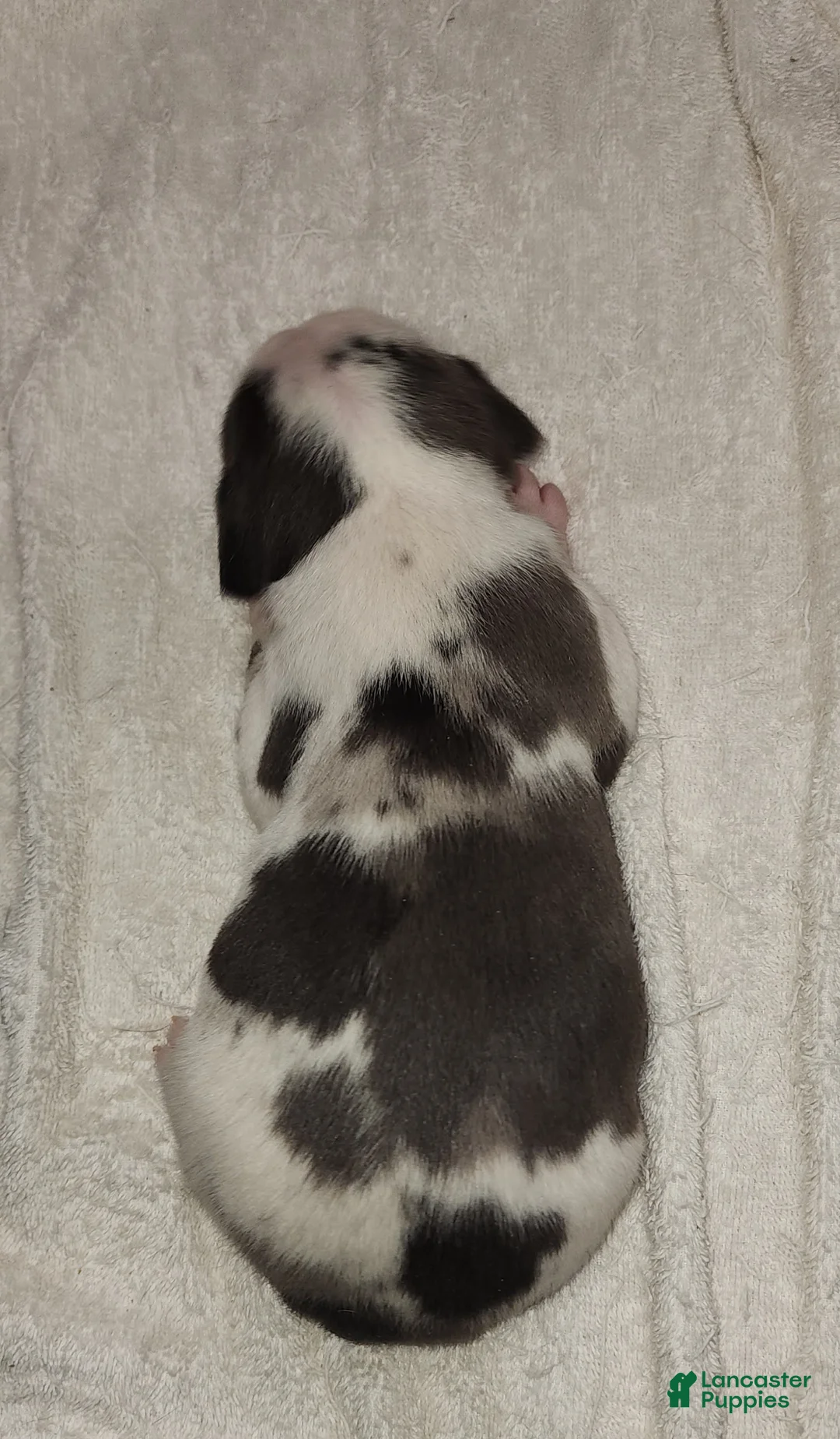 Catahoula Leopard Dog dogs for sale: Gabby F2025 M3 Catahoula puppy - Ad 7
