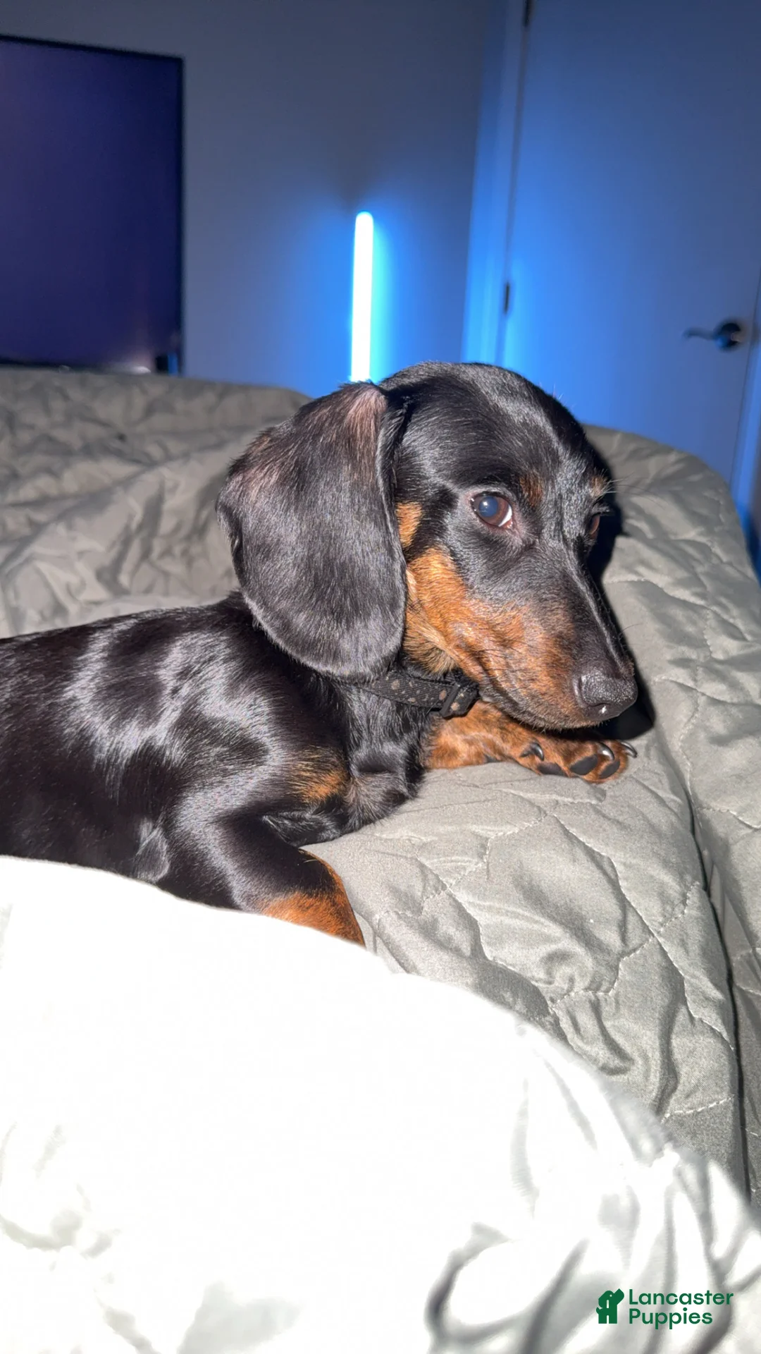 Miniature Dachshund dogs for sale: Coco - Ad 4