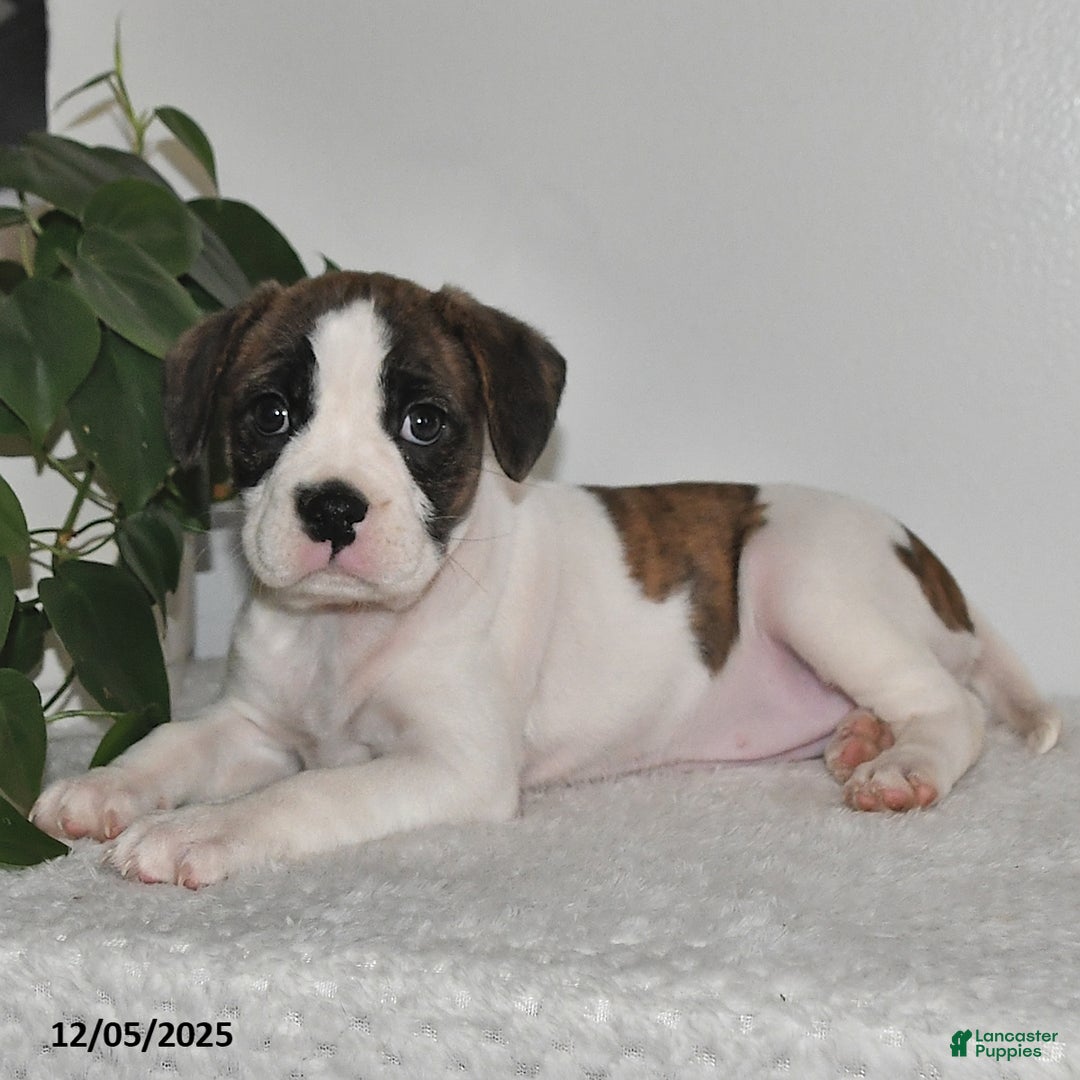 Mixed Breed dogs for sale: Tinsley - Ad 3