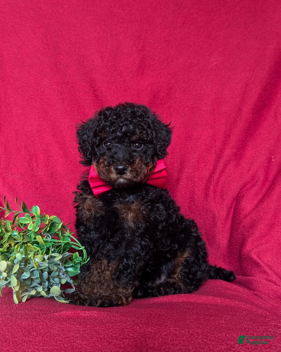 Miniature Poodle dogs for sale: Jarrett - Ad 1