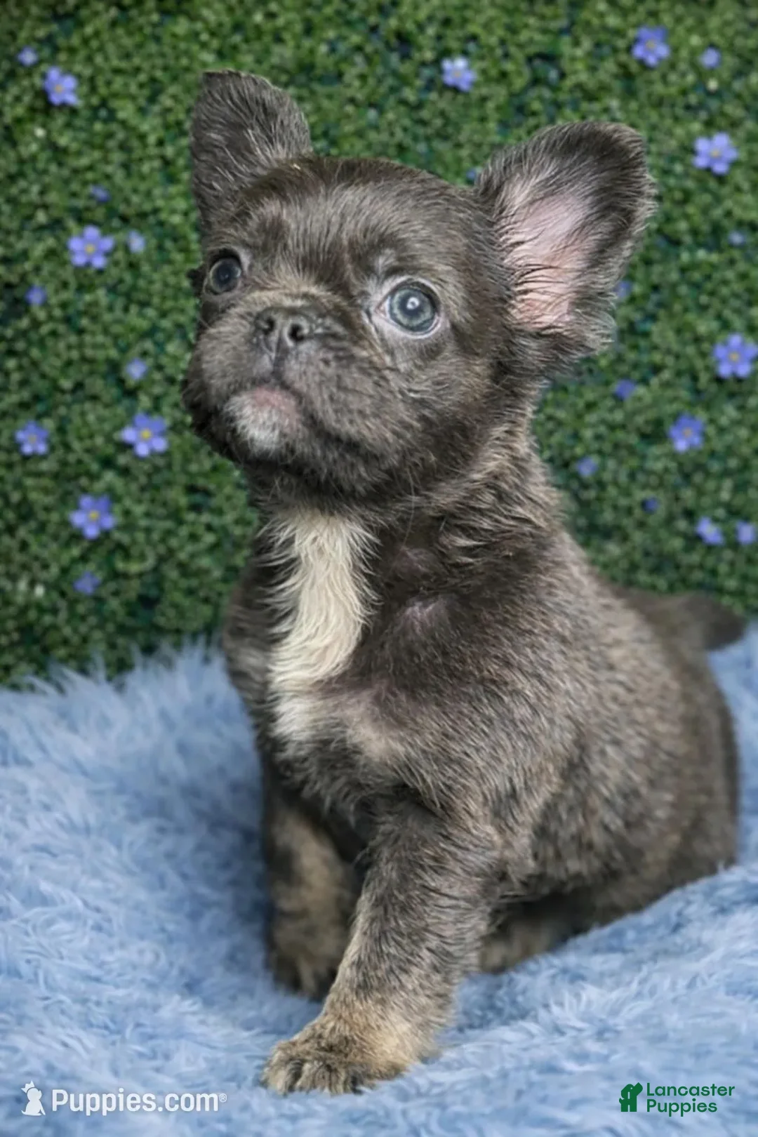 French Bulldog dogs for sale: Male Fluffy 2 - Ad 2