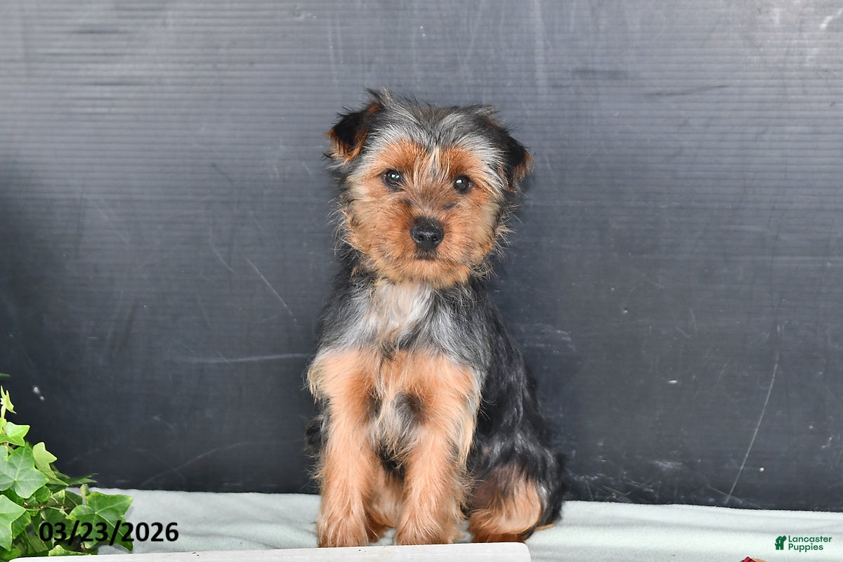 Yorkshire Terrier dogs Amy - Ad 1