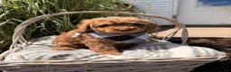 Mini Goldendoodle dogs for sale: Billy - Ad 2