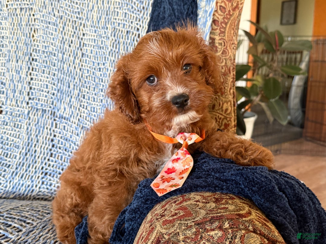 Cavapoo dogs for sale: Morris - Ad 4