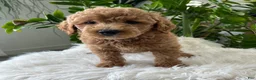 Mini Goldendoodle dogs for sale: Cassia  - Ad 7