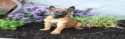 Belgian Malinois dogs for sale: Trooper - Ad 3