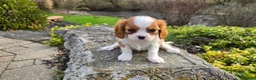 Cavalier King Charles Spaniel dogs for sale: Zion - Ad 10