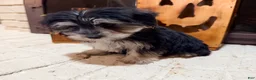Morkie dogs for sale: Bridgette  - Ad 7
