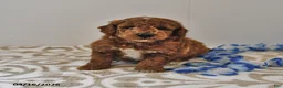Mini Goldendoodle dogs for sale: Rocky - Ad 9