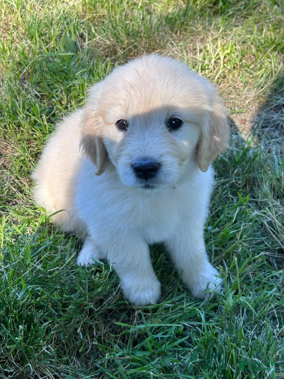 Golden Retriever dogs Charlie - Ad 1