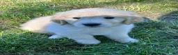 Golden Retriever dogs for sale: Charlie - Ad 1