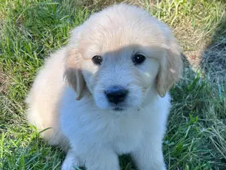 Golden Retriever dogs for sale: Charlie - Ad 1