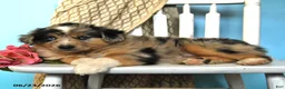 Miniature Australian Shepherd dogs for sale: Popsicle - Ad 3
