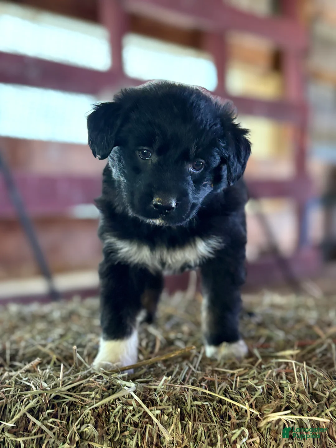 Australian Shepherd dogs for sale: Jessie - Ad 1